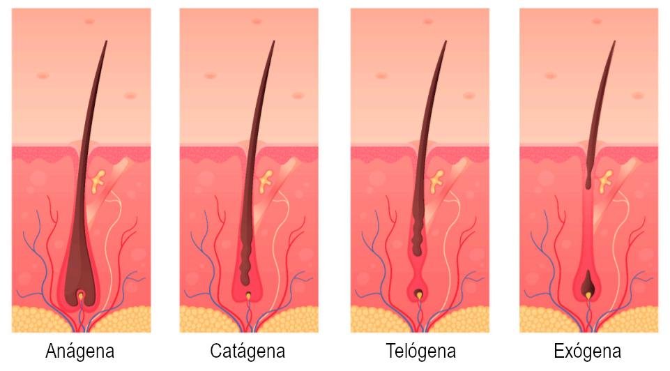 Ciclo de crecimiento del cabello explicado con fases
