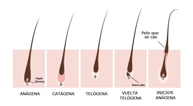 ¿Cuántos cabellos se caen al día? en promedio
